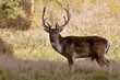 Foto: damhirsch damhirsch