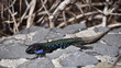 Foto: Echse13 Echse13