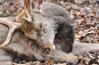 schlafender Hirsch