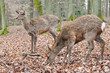 zwei Rehe