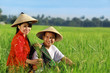 asian farmer