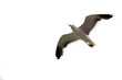 Gaviota sobre blanco