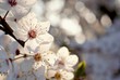 Spring flowers