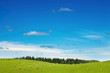 Green field and grazing sheep
