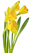 Spring yellow daffodils