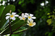 the temple flower , Thai flower