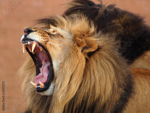 Photo: African Lion African Lion