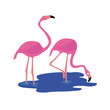 flamand rose, illustration