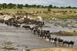 Wildebeest, crossing river Mara, Serengeti National Park Wildebeest, crossing river Mara, Serengeti National Park