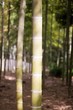 Photo: Bamboo Bamboo