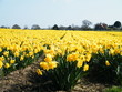 Rows of Daffodils Rows of Daffodils