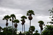 blue sky, sugar palm tree ,