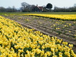 Daffodil Farm Daffodil Farm