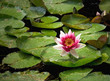 Water lily