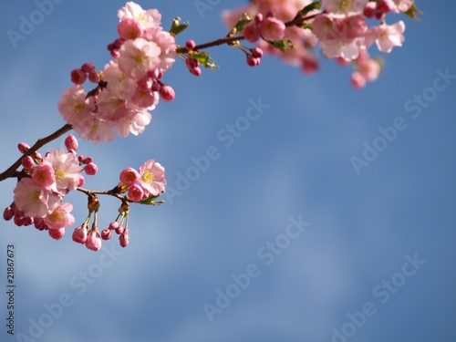 japanese cherry tree blossoms. japanese cherry tree blossoms