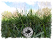 Linse im Gras