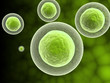 CELL WITH NUCLEUS