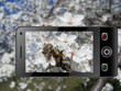spring in mobile phone