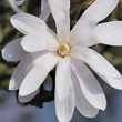 sternmagnolie 33