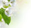 Spring Blossom border