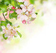 Spring Blossom border