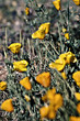 Poppies