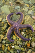 Starfish.