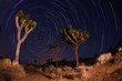 Night Shot of Star Trails in Joshua Tree National Park in Califo
