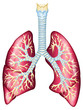 Human lungs