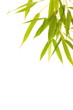feuilles de bambou détourées