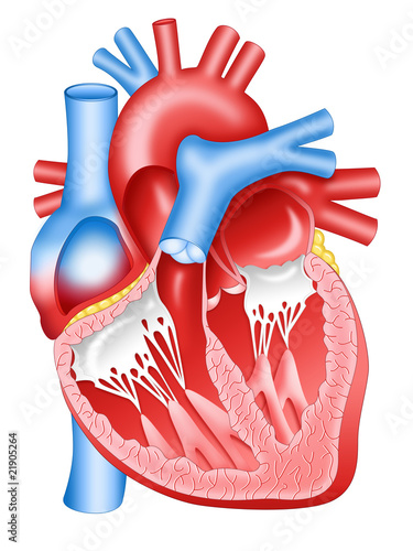 Illustration: Human heart Human heart