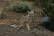 Parque Torres del Paine - Cile