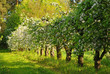 Orchard in bloom