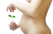 Pregnant belly and a plant in the hands of women