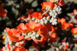 Aprocot Mallow Wildflowers Aprocot Mallow Wildflowers