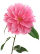 Camellia 'Pink Dahlia'