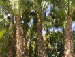 palmeras campo 2