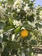 naranja azahar