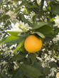 naranja azahar 2