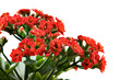 kalanchoe red flowers closeup on white