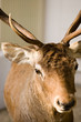 Foto: beautiful deer beautiful deer