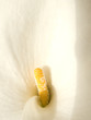 flor blanca