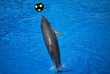 Dauphin jouant au ballon