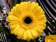 Gerbera Gialla