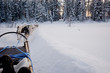 Fast husky ride in the forest track Fast husky ride in the forest track