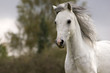 Pony, Portrait