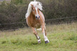 Haflinger im Galopp