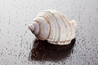 sea snail