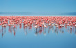 flock of flamingos flock of flamingos