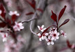 Foto: Purple Leaf Sand Cherry Flowers Purple Leaf Sand Cherry Flowers